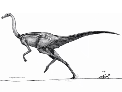 Gallimimus / © Øyvind M. Padron. Verwendet mit freundlicher Genehmigung des Autors.
